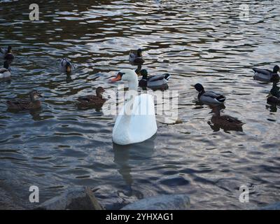 Ein einziger stummer Schwan (cygnus olor) schwimmt vor Stockenten (Anas platyrhynchos) Stockfoto