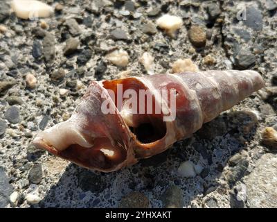 Riesenmangroven Whelk (Terebralia palustris) Stockfoto