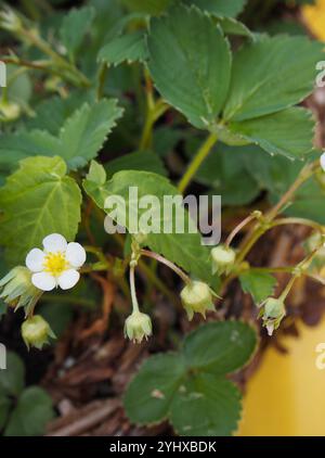 Makro einer kleinen weißen Erdbeerblüte zwischen geschlossenen Knospen und Blättern in einem Korb mit gelbem Hintergrund. Bonn, Deutschland. Anbau von Produkten, Gartenbau Stockfoto