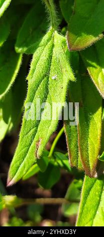 Selfheal (Prunella laciniata) Stockfoto