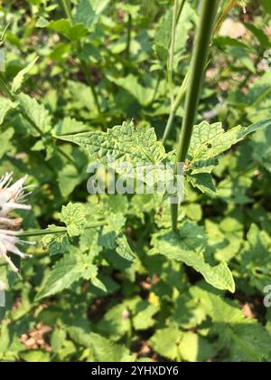 Riesenhysop aus Brennnessel (Agastache urticifolia) Stockfoto