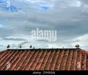 Die Möwen sitzen auf dem Dach Stockfoto