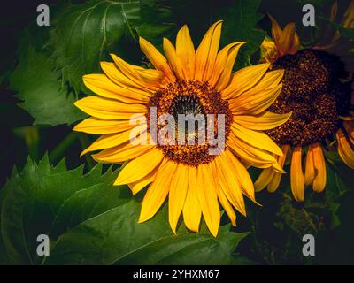 Leuchtende Sonnenblume in voller Blüte, Süd-Ontario, Kanada. Stockfoto