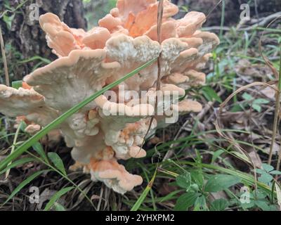 Weißporiges Hühnchen aus dem Wald (Laetiporus cincinnatus) Stockfoto