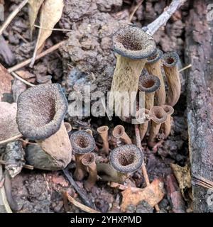 Östliche schwarze Trompete (Craterellus fallax) Stockfoto