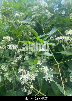Western White Clematis (Clematis ligusticifolia) Stockfoto