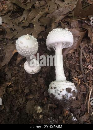 Amerikanische abrupte Bulbed Lepidella (Amanita abrupta) Stockfoto