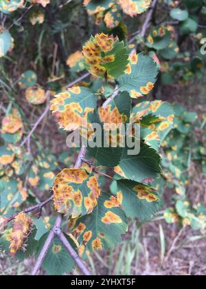 Wacholder-Weißdorn-Rost (Gymnosporangium globosum) Stockfoto