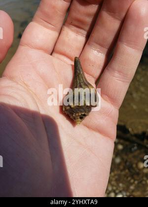 Knobbed Whelk (Busycon carica) Stockfoto