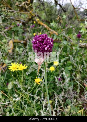 Violetter Knoblauch (Allium rotundum) Stockfoto