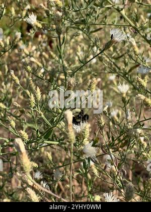 Gelbe Hummel (Bombus vosnesenskii) Stockfoto