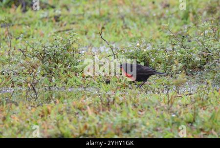 Rotbrust-Meadowlark (Leistes militaris) Stockfoto