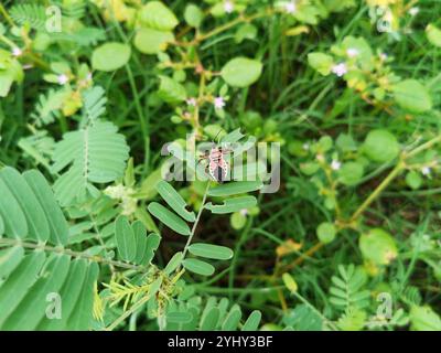 GelbbauchbienenAssassin (Apiomerus flaviventris) Stockfoto