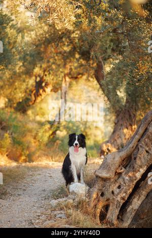 Ein Border Collie liegt friedlich in einem sonnendurchfluteten Wald, umgeben von hohen Bäumen und üppigem Grün. Stockfoto