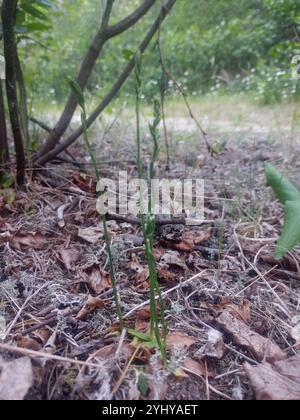 Slender Damentressen (Spiranthes lacera) Stockfoto