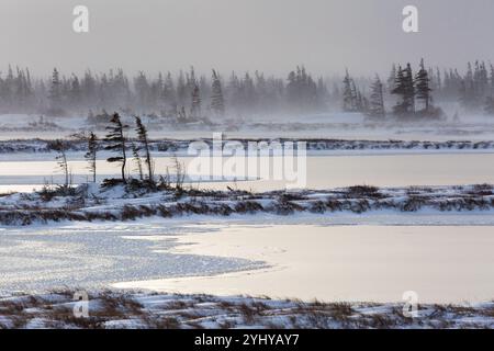 Ein Wintersturm bringt starken Winden und bissige Schnee in Churchill, Manitoba Landschaft. Stockfoto