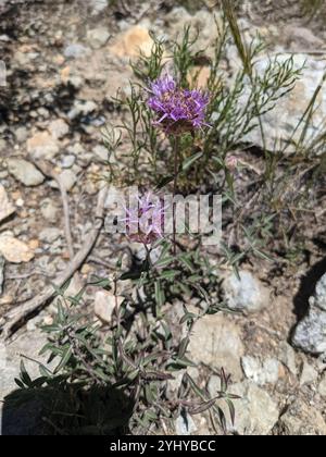 Bergkojote-Minze (Monardella odoratissima) Stockfoto