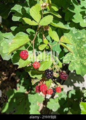 Allegheny blackberry (Rubus allegheniensis) Stockfoto