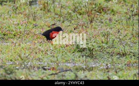 Rotbrust-Meadowlark (Leistes militaris) Stockfoto