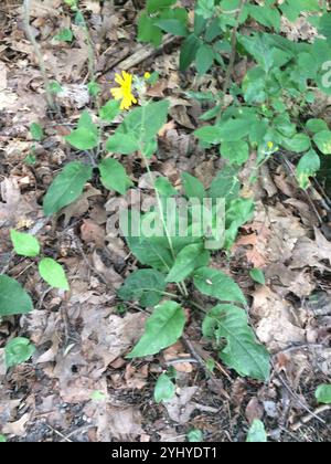 Gewöhnlicher Kraut (Hieracium lachenalii) Stockfoto