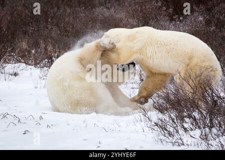 Zwei junge männliche Eisbären sparen in der Nähe von Churchill, Manitoba, Kanada. Stockfoto