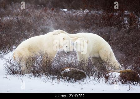 Zwei junge männliche Eisbären sparen in der Nähe von Churchill, Manitoba, Kanada. Stockfoto