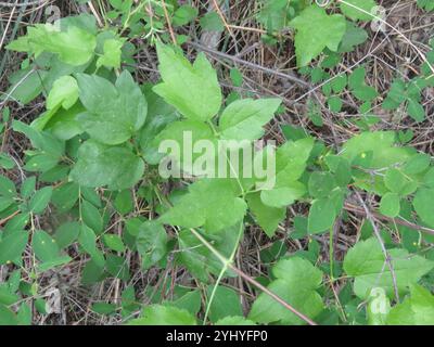 Western White Clematis (Clematis ligusticifolia) Stockfoto