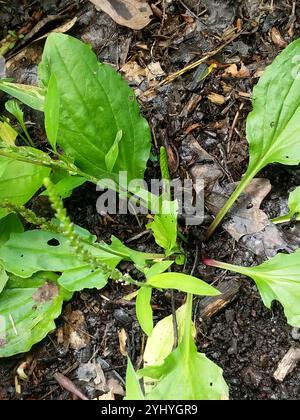 Amerikanische Kochbanane (Plantago rugelii) Stockfoto