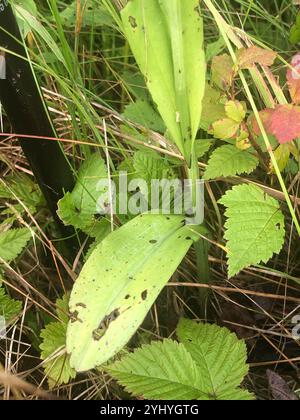 Kleine lila gesäumte Orchidee (Platanthera Psycodes) Stockfoto