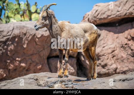 Ein Dickhornschafe auf dem Feld von Tucson, Arizona Stockfoto