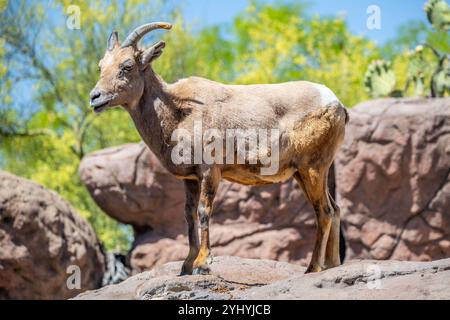 Ein Dickhornschafe auf dem Feld von Tucson, Arizona Stockfoto