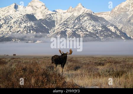 Bullenelche mit Moulton-Scheune im Hintergrund entlang der Teton Range, Grand Teton National Park, Wyoming Stockfoto