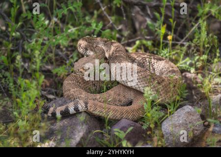 Eine giftige Western Diamondback Rattlesschlange, die bereit ist, in der Wüste Arizonas anzugreifen Stockfoto