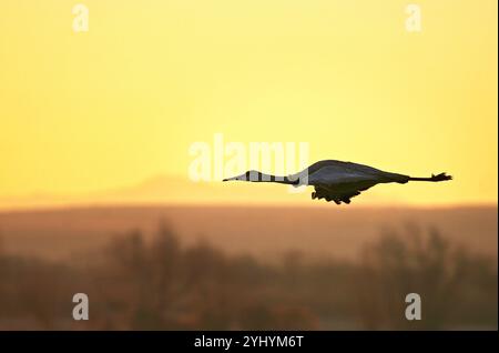 Ein Sandhügelkran bei Sonnenaufgang in bosque del apache in New mexico Stockfoto