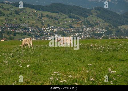 Kühe auf Sommerweide. Kühe auf Milchfarm. Viehweide auf einem Feld. Kühe auf grünem Gras auf einer Wiese, Weide. Kühe, die auf Ackerland weiden. Braun c Stockfoto