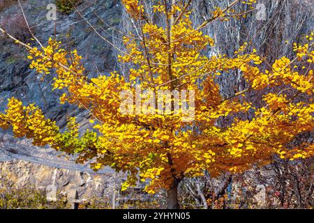 Leuchtend gelber Baum mit üppigen Herbstblättern. Goldenes Laub leuchtet warm unter der sanften Herbstsonne und schafft eine malerische Szene Stockfoto