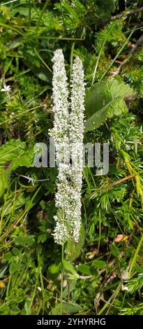 Lila-Stamm der Katze-Tail (Phleum Phleoides) Stockfoto