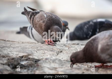 Tauben suchen nach Nahrung auf einem städtischen Gehweg, der in einem offenen Moment festgehalten wird, in dem die Tierwelt der Stadt und Alltagsszenen hervorgehoben werden, die oft übersehen werden Stockfoto