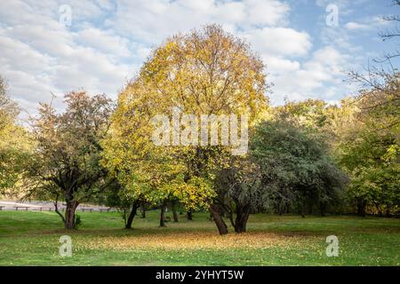 Bäume mit leuchtenden Herbstfarben sind in Devojački Bunar, Vojvodina, Serbien zu sehen. Das Bild zeigt die Schönheit des Herbstes in Serbien Stockfoto