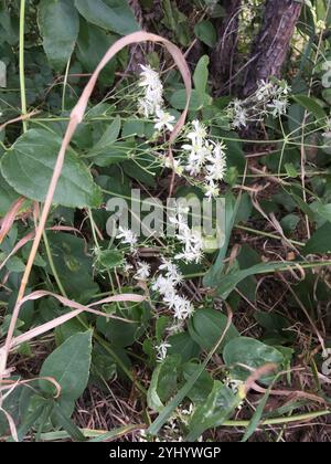 Western White Clematis (Clematis ligusticifolia) Stockfoto