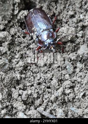 Breithalsbohrer (Prionus laticollis) Stockfoto