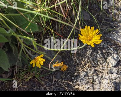 Sonnenblumen, Gänseblümchen, Astern und Verbündete (Asteraceae) Stockfoto