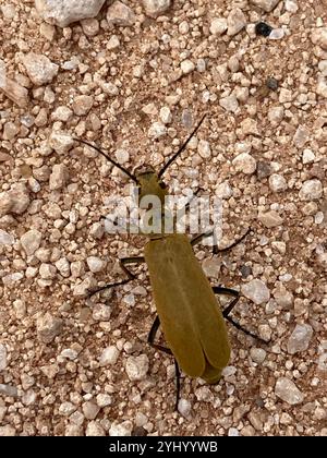 Brauner Blisterkäfer (Epicauta immaculata) Stockfoto