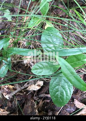 lorbeerblatt greenbrier (Smilax laurifolia) Stockfoto