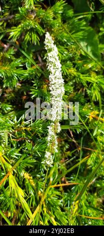 Lila-Stamm der Katze-Tail (Phleum Phleoides) Stockfoto