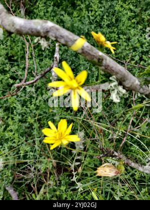 Mediterrane Schlangenwurzel (Scorzonera laciniata) Stockfoto