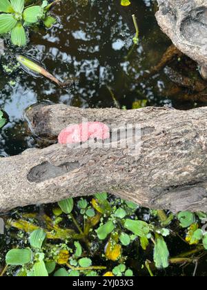 Insel Apfelschnecke (Pomacea maculata) Stockfoto