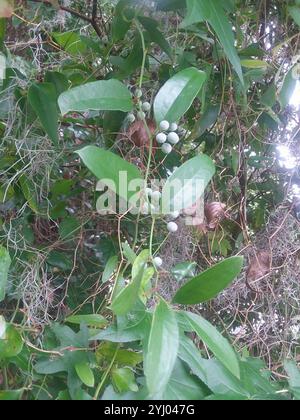 lorbeerblatt greenbrier (Smilax laurifolia) Stockfoto