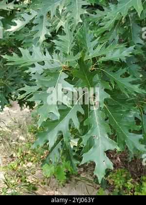 Eiche der nördlichen Kiefer (Quercus ellipsoidalis) Stockfoto