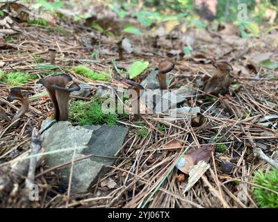 Östliche schwarze Trompete (Craterellus fallax) Stockfoto